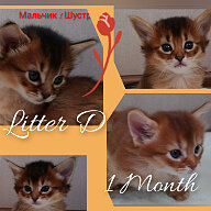 litter D 1 month