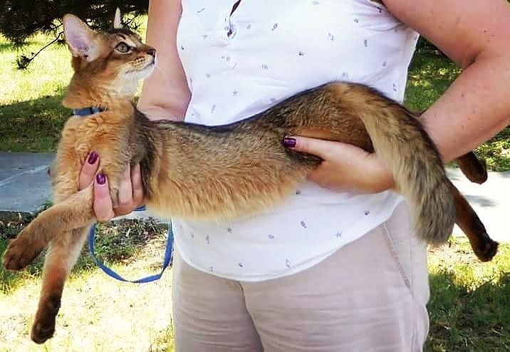 лисеныш Багратион