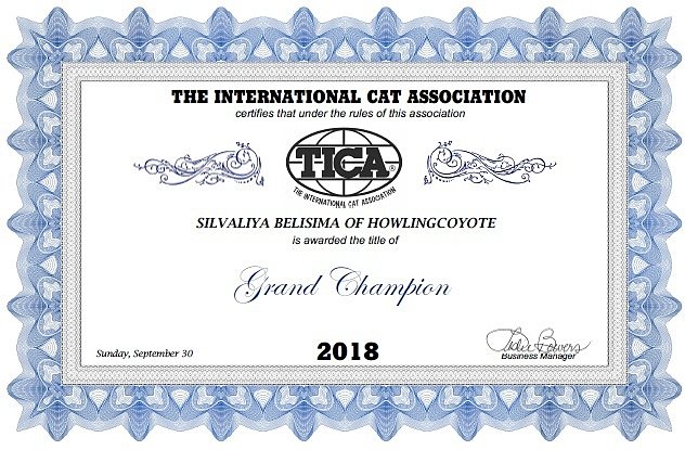 Гранд чемпион