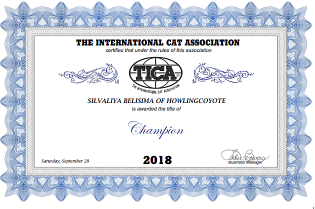 чемпион